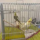 جوز ببغاء الكروان