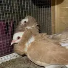 حمام زينه