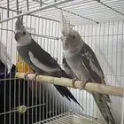 زوج كروان البينو