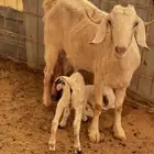 عنز خلفه متاومه قارح شبب