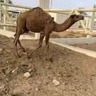 حشو انضاف وشحم