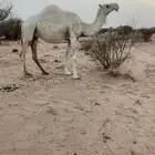 لقحه ام ثالث لها في القاح 11شهر سنها شاق