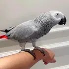 عرض كاسكو اليف ومتكلم