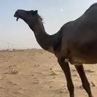 بعير فحل