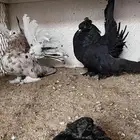 حمام رقاص أمريكي منتجه