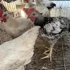 للبيع ديوك لوهمان وفرنسي كولومبي