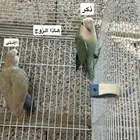 أزواج روز منتج شرط ومحلل بشهايد محلل من البرتغال