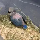 فرخ روز هولندي