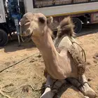 فحل عقابي اماته لقحات عليه نازل سوق الوادي