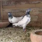 حمام باكستاني