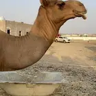 بعير ساحلي عتودي