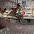 دجاج بلدي حضان