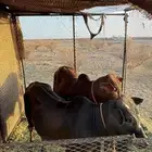 حسلان العدد 2 والبيع سمح