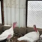 للبيع ديوك روميي