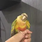 كنيور هدد نهايه غر