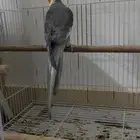 ذكر كروان