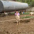 دجاج باكستاني تب