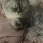 قطه للتبني عمرها سنه ومعقمه