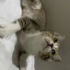 تبني مستعجل