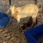 عنز جذعه تحتها تيس