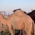 بكره قصب سمين