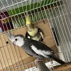 زوج كروان منتج