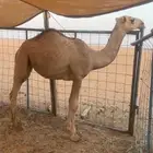 بكره حمراء كفو باتليه