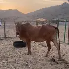 بقرة بلدي للبيع