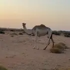 ذلول بنت الجذاب ولدها على سياف قعود