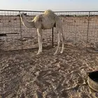 قعود