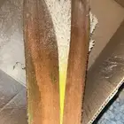 لقاح نخل