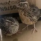 سمان زوج البيع