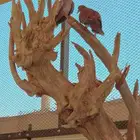 قمري هولندي ومهاجر