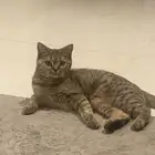 قطة للبيع