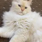 قطه شرازي