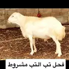 فحل ضأن