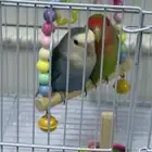 جوز طيور روز للبيع