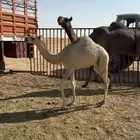 عشرا مجهم تحتها قعود