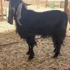 تيس فحل عارضي رباع