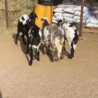 للبيع رخال مهجنه