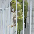 ذكر وانثي دره