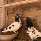 جوزين تيدي ورام للبيع