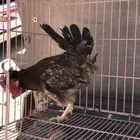 للبيع ديك ترثه