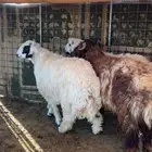 3 خرفان طيبات