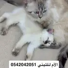 قطط صغيره للبيع