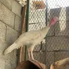 رومي للبيع