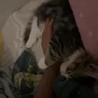 قط و اغراضه كامله و اللتر بوكس الذكي للبيع و استعمال نظيف