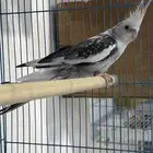 ذكر كروان هولندي جاهزز