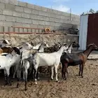معزا حص صنف