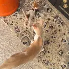 قطه لتبني معاها اثنين اصغار حالتهم سليمه